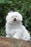 BICHON BOLONAIS 015